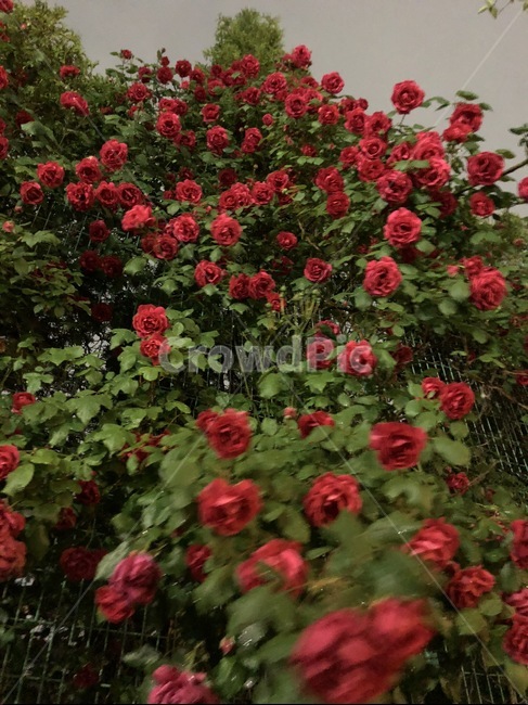 장미,풍경,멜랑꼴리,비오는날,낭만,식물,자연,plants,nature,꽃,flower