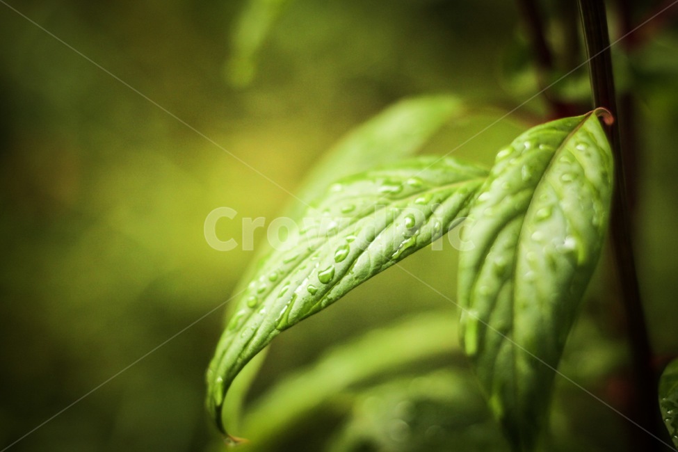 leaf,잎,plant,식물,나무,나뭇잎,초록,식물,자연,plants,nature