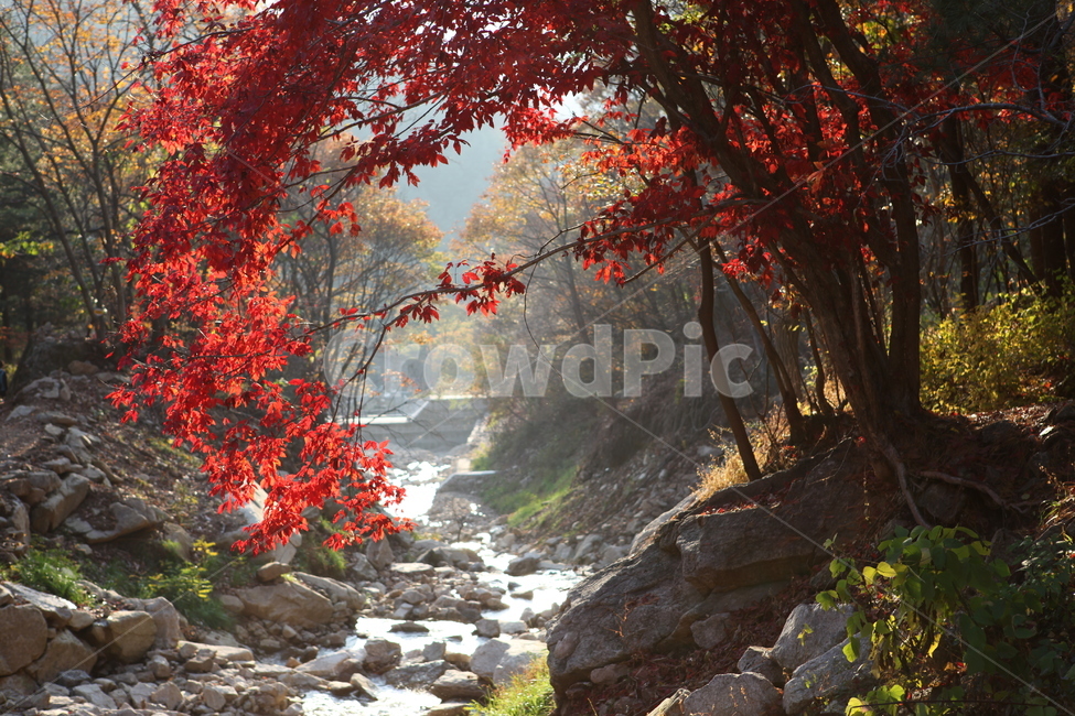단풍,가을,계곡,산,나무,감악산,파주,가을,계절,fall,autumn,season,자연,풍경,nature,landscape,한국자연풍경,한국자연경관,korea nature landscape,휴식,힐링,rest,relaxation,healing,plant,식물,leaf,잎,water,물,tree