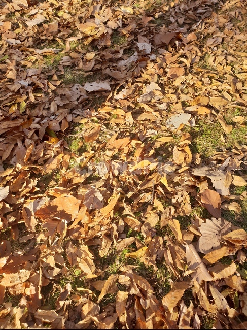 가을풍경,단풍,단풍놀이,가을감성,소나무,융릉,건릉,산책로,숲,나무,낙엽,가을,계절,fall,autumn,season,leaf,잎,plant,식물,ground,바닥