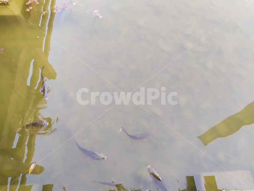 가을,물고기,연못,fish,pond,fall,어류,물고기,fish