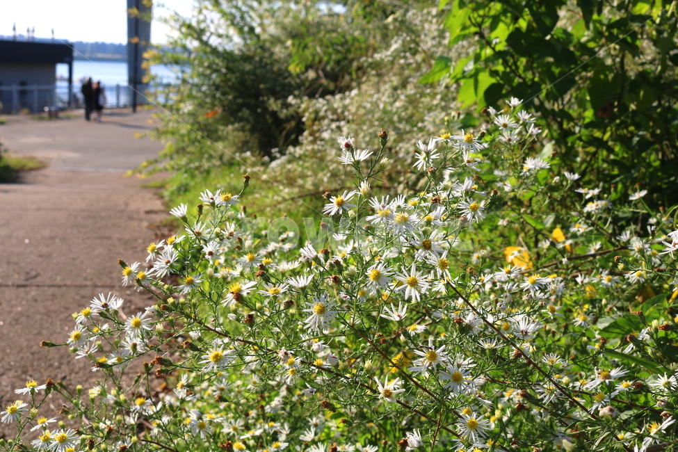 꽃,쑥부쟁이,식물,야생화,들꽃,미국쑥부쟁이,털쑥부쟁이,국화,국화과,자연,흰꽃,작은꽃,공원,한강공원,산책길,식물,자연,plants,nature,꽃,flower