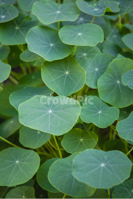 leaf,잎,plant,식물,금련화,nasturtium,식물,자연,plants,nature