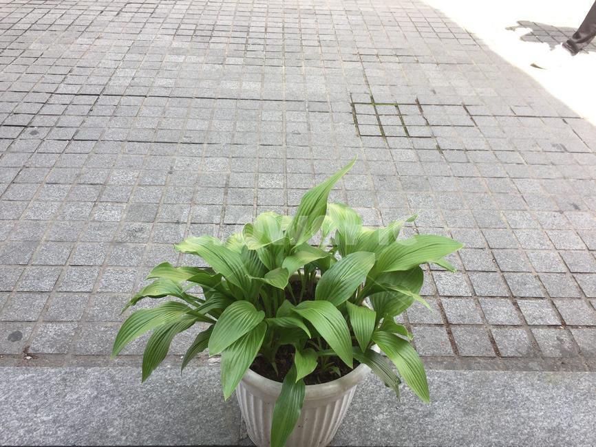 화분,식물,타일,도로,녹색,green,plant,leaf,gray,flowerpot,tile