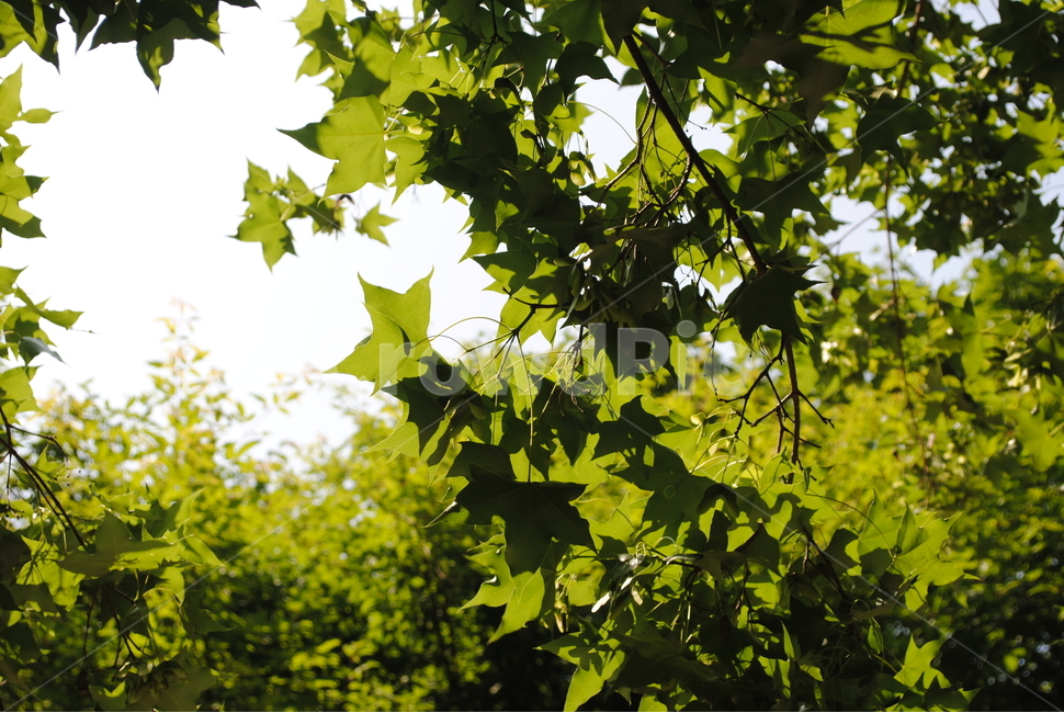 고로쇠,푸른,자연,단풍,단풍나무과,잎,식물,자연,plants,nature