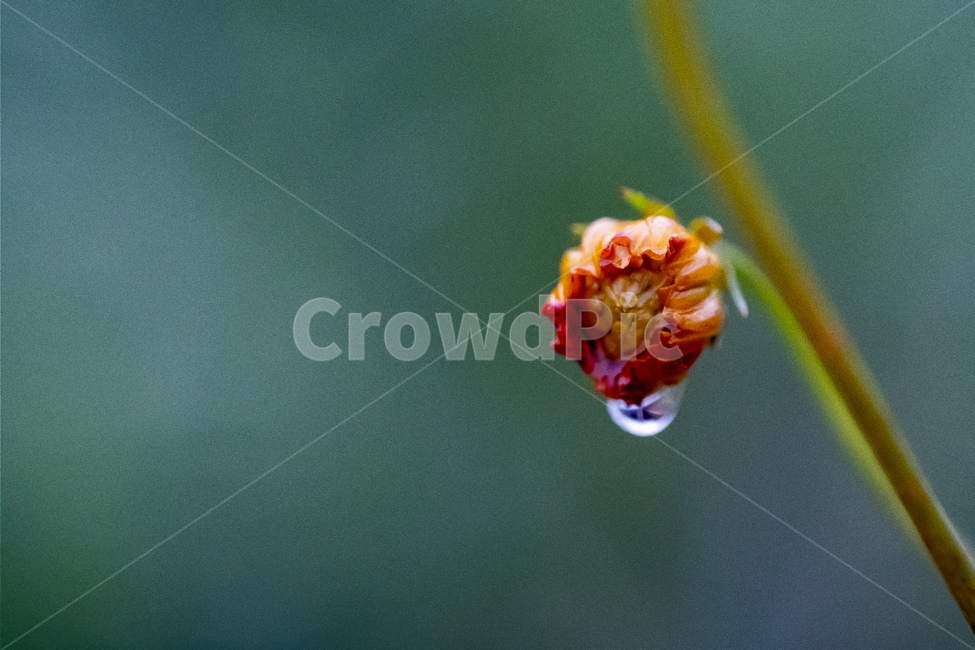 droplet,작은물방울,작은꽃,꽃봉오리,붉은,초록,식물,자연,plants,nature,꽃,flower