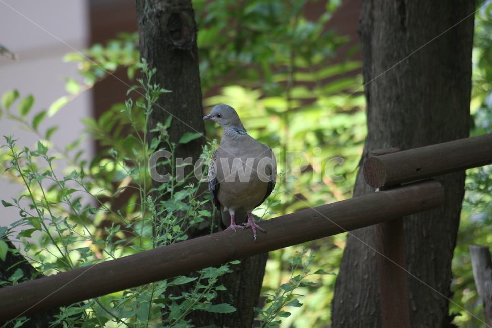비둘기,난간,bird,새,animal,동물,dove,pigeon,동물,animal,조류,새,birds