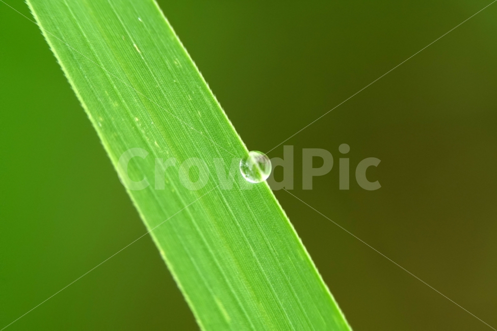 물방울,빗방울,이슬,식물,이파리,자연,비,비온후,아침,흐림,nature,waterdrop,raindrop,빗물,풀,풀잎,접사,macro,감성,감성사진,힐링,힐링사진,느낌,분위기,신비,신비한,신비로운,유리,구슬,투명한,투명,유리구슬,싱그러운,싱그럽다,싱싱한,싱싱하다,물기,수분,축축한,축축하다,축축,젖은,젖다,한국자연,한국의자연,snap,snapshot,스냅,스냅사진,스넵,스넵사진,풍경,landscape,시골,country,비,비오는날,rain,rainy,식물,자연,plants,nature