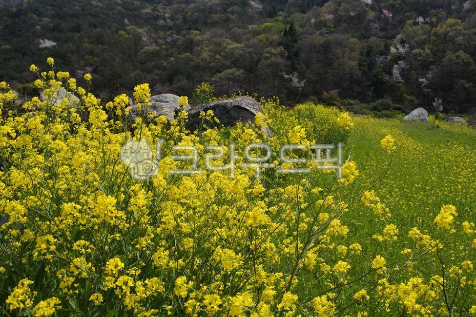 유채꽃,봄꽃,노란꽃,봄날,봄,rapeblossoms,spring,flower,꽃,field,들,plant,식물,nature,자연,옥외,outdoors