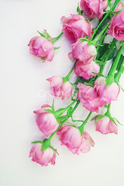 장미,장미꽃,분홍장미,로즈,분홍꽃,꽃,꽃다발,오브젝트,누끼,백그라운드,핑크,핑크로즈,자나장미,꽃,flower,기념일,축하,anniversary,congratulation,celebrate,celebration