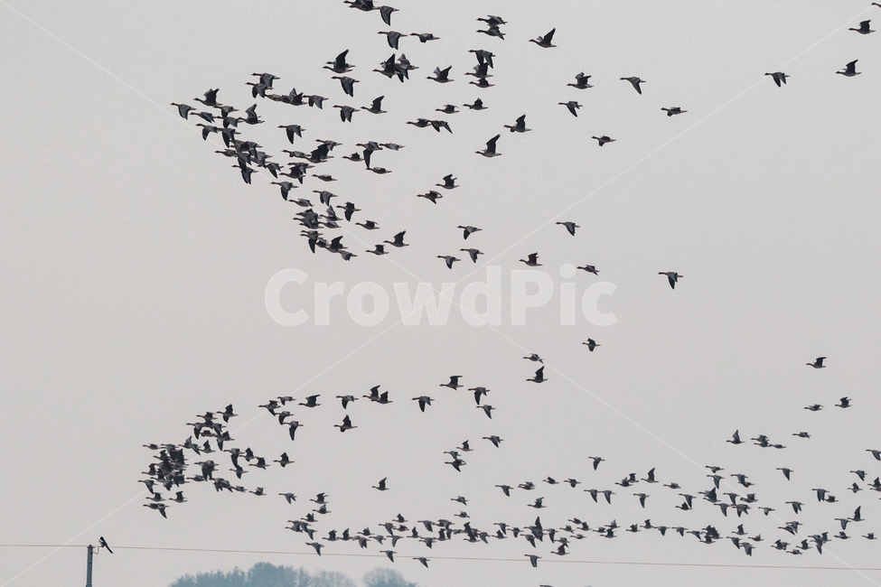 철새,오리,먹이사냥,철원,주남,겨울,눈,동물,animal,조류,새,birds