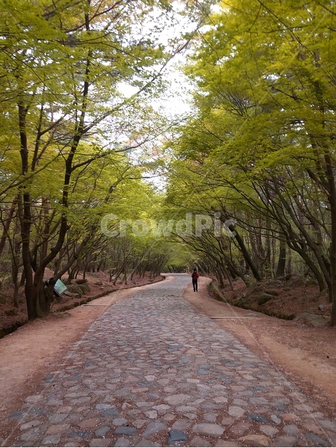 오솔길,산책,고요한,자연,가을,길,힐링,자연,풍경,nature,landscape,dirt road,흙길,road,도로,gravel,자갈,path,통로,ground,바닥,tree,나무,plant,식물