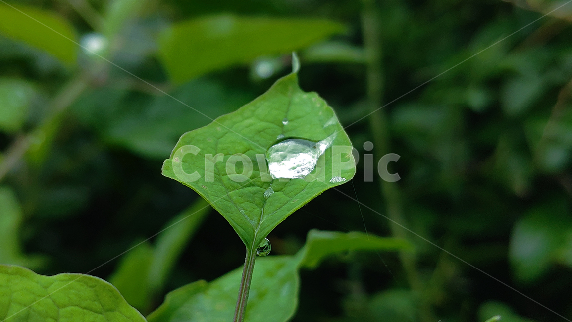 작은물방울,물방울,나뭇잎,식물,잎,식물,자연,plants,nature
