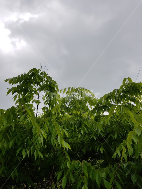 비오는날,비,식물,하늘,먹구름,흐린날,어두운,plant,식물,자연,plants,nature
