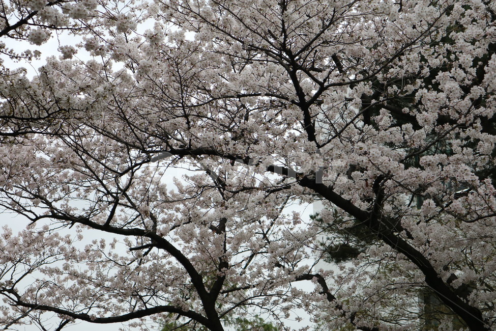 봄,벚꽃,꽃,나무,풍경,봄,계절,spring,season,식물,자연,plants,nature,나무,trees,wood,plant,blossom,cherry blossom,flower