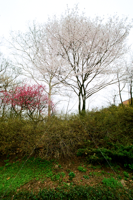 필름,필름사진,필름느낌,필름감성,벗꽃,봄,계절,배경,풍경,나무,꽃,개나리,자연,네츄럴,식물원,plant,tree,자연,풍경,nature,landscape,식물