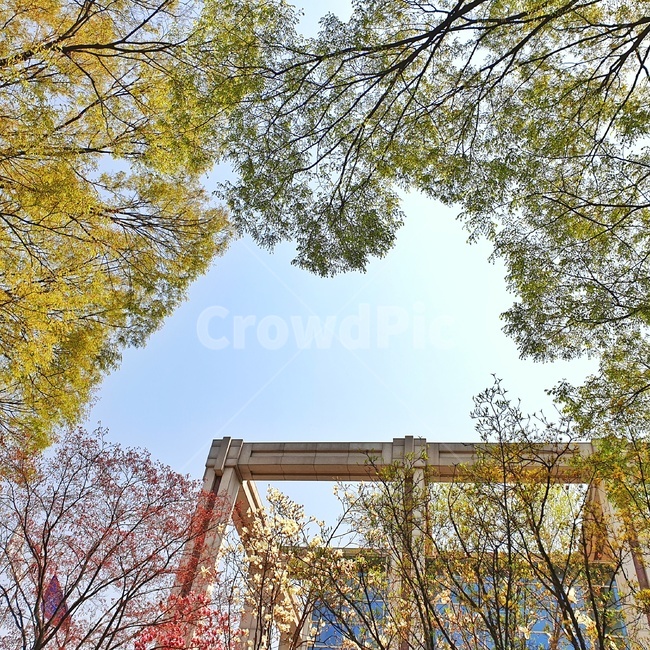 하늘,나무,자연,구름,풍경,봄,새싹,sky,cloud,landscape,햇살,tree