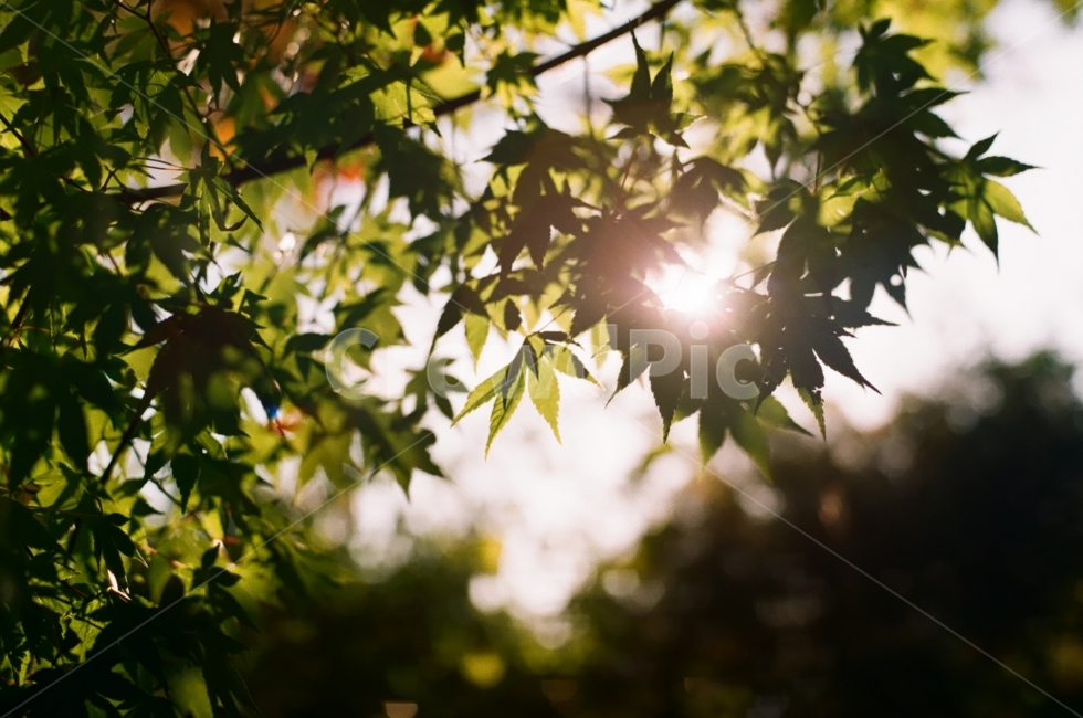 햇살,가을,감성,10월,따뜻함,식물,자연,plants,nature,감성,sensible,feeling,휴식,힐링,rest,relaxation,healing