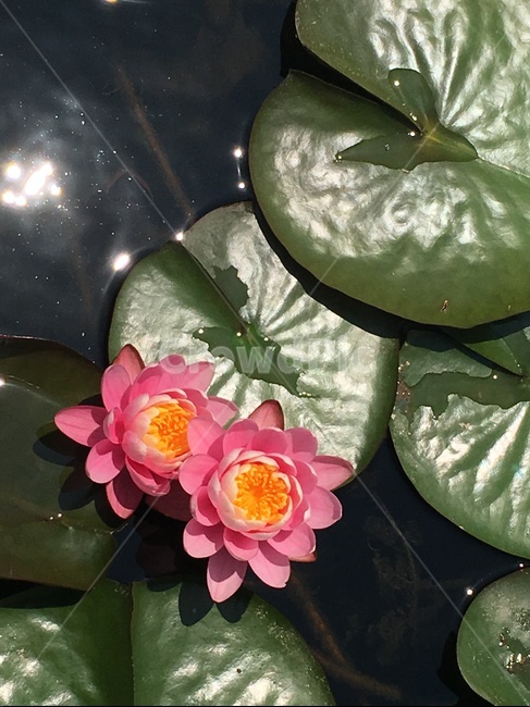 꽃,연꽃,연못,연잎,식물,식물,자연,plants,nature,꽃,flower