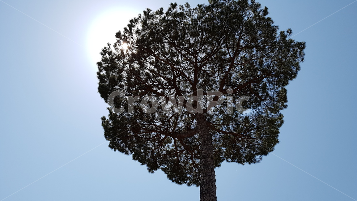 자연,나무,해,하늘,식물,plant,treetrunk