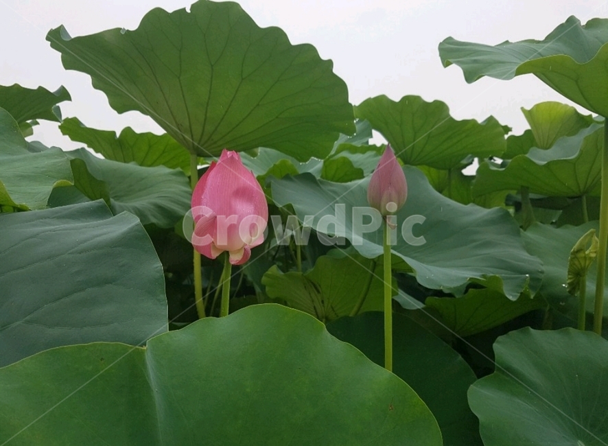 연꽃,식물,꽃,plants,flower,lotus,연잎,lotusleaf,식물,자연,plants,nature,꽃,flower