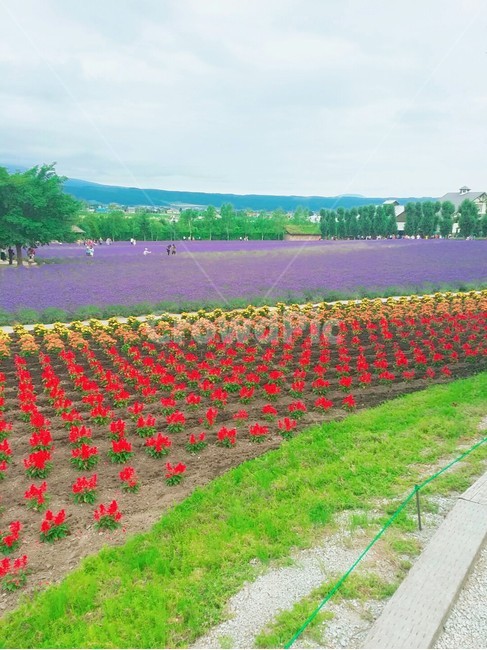 ㅋ곷,라벤더,비에이,삿포로,식물,식물,자연,plants,nature