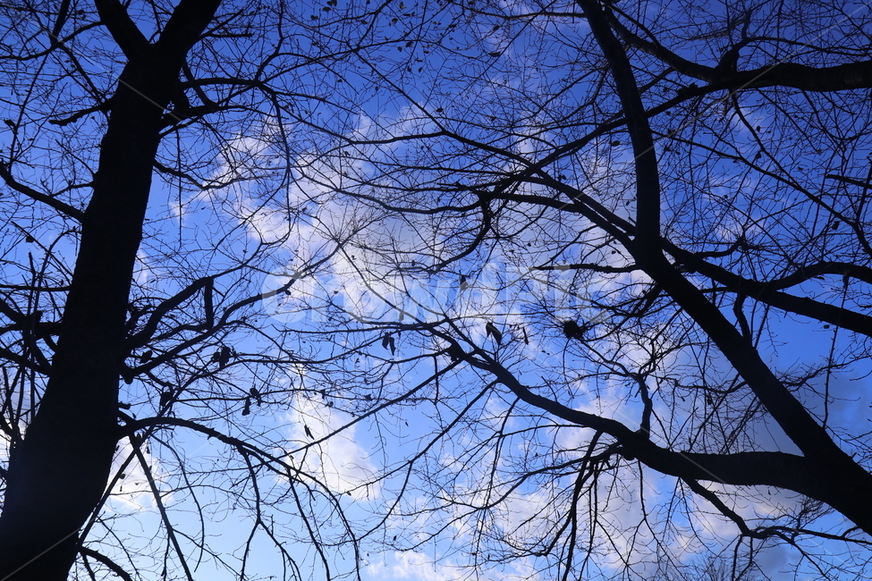 푸른,하늘,구름,나무,나뭇가지,bluesky,tree,branch