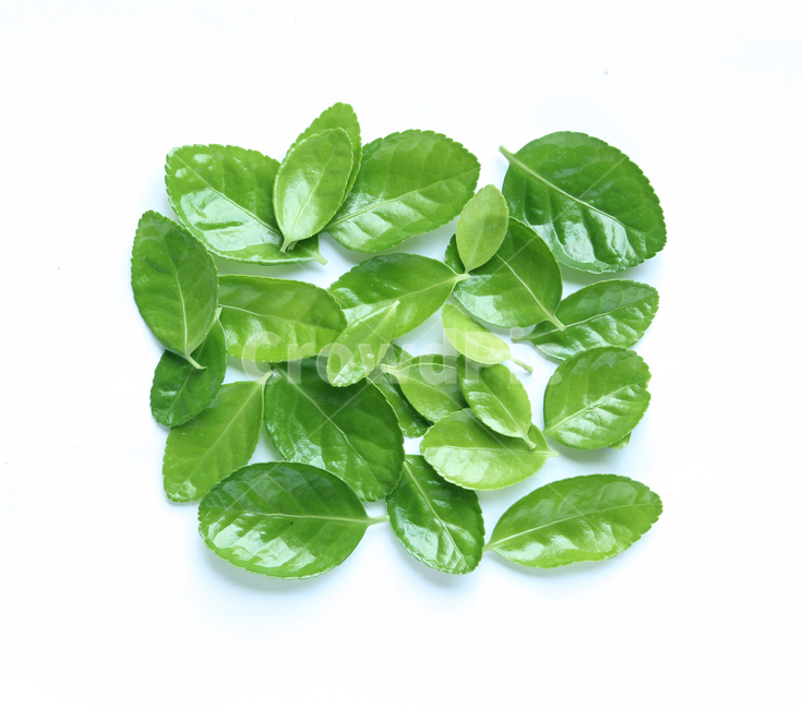 잎,나뭇잎,closeup,fresh,green,leaf,leaves,macro,natur,nature,plant,잎사귀,자연,녹색,그린,클로즈업,신선한,탑앵글,탑뷰,그룹,더미,모아놓은,모은,모이다,사각형,형태,shape,모양,흰배경,사철나무잎,사철나무,식물,자연,plants,nature,누끼,remove background