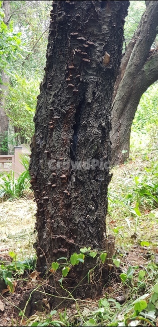 수봉공원,미추홀구,나무,숲,흙