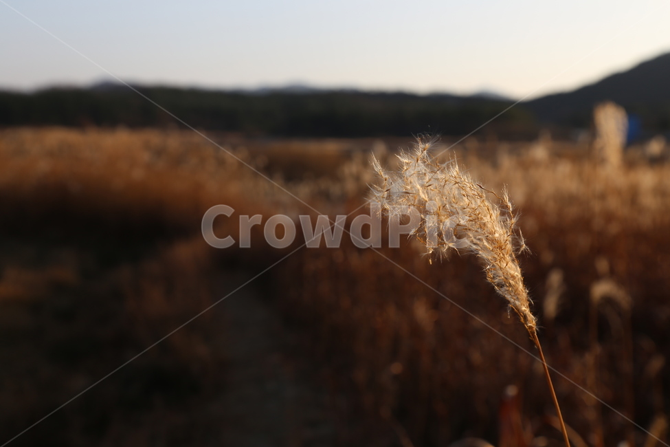 겨울,오후,갈대,아웃포커스,감성,느낌,쓸쓸함,식물,자연,plants,nature