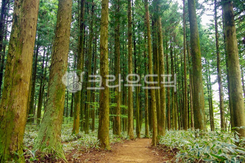 forest,green,Jeju,nature,I want to buy it,tree,vegetation,verdure,trail,foot of the mountain,outdoors,Saryeoni Forest Trail,road,walking,wood,forest road