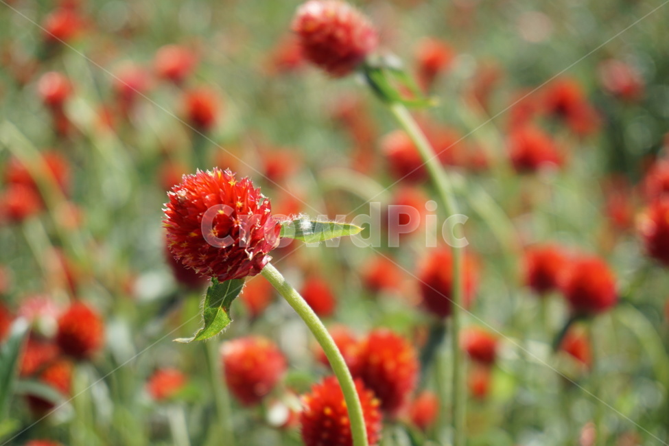 천일홍,양주나리공원,가을,축제,자연,식물,자연,plants,nature,꽃,flower