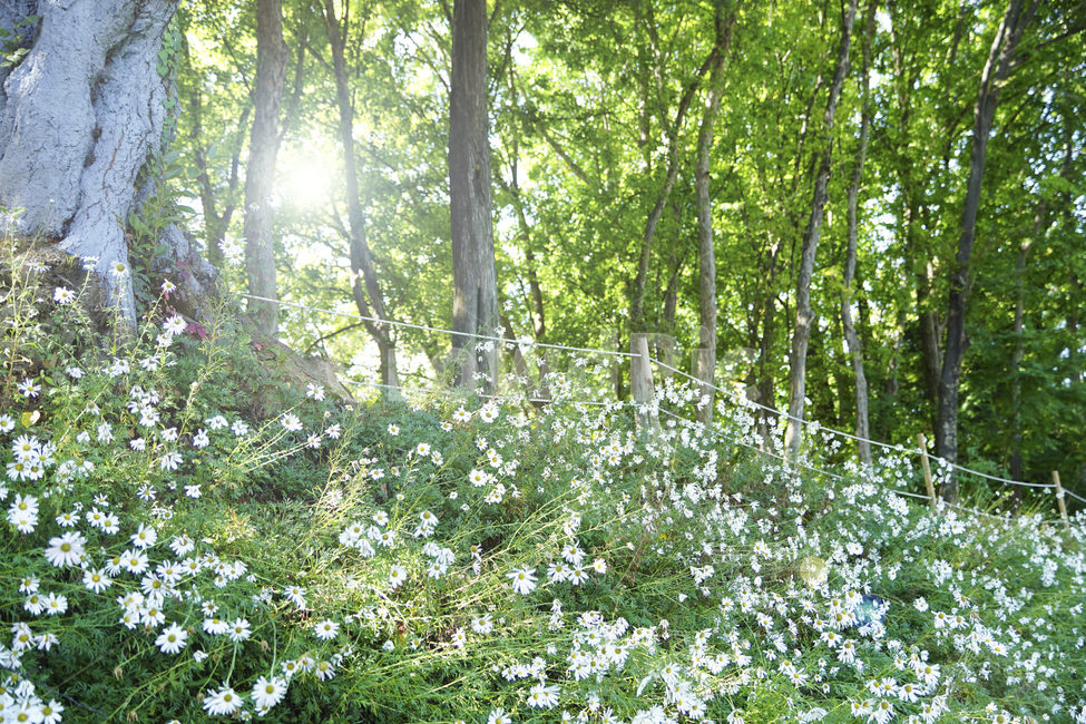 봄,공원,숲,나무,꽃,햇살,자연,잔디,spring,park,forest,tree,flower,sunshine,nature,grass,자연,풍경,nature,landscape,식물,plants,꽃,flower,나무,trees,wood,휴식,힐링,rest,relaxation,healing,vegetation,초목,plant,outdoors,옥외,land,땅,woodland,삼림지,grove,작은 숲