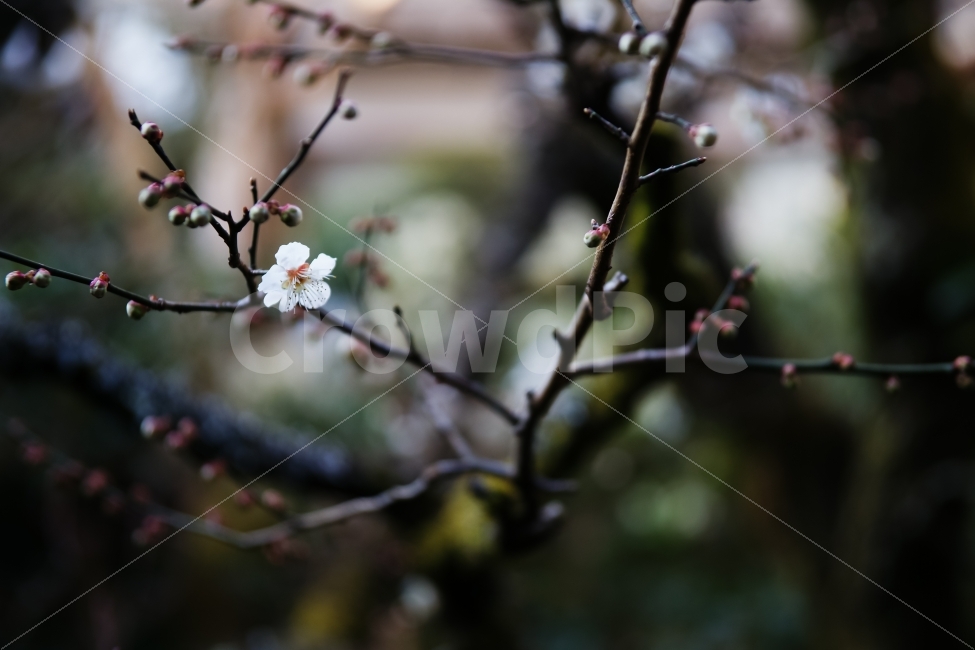 식물,감성,매화,한송이,홀로외로이,일찍,흰꽃,식물,자연,plants,nature,봄,계절,spring,season,꽃,flower,plant