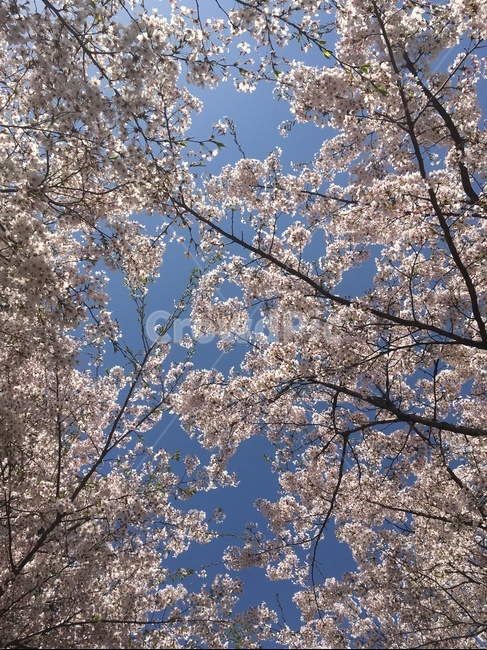 벚꽃,꽃,봄,하늘,봄날씨,봄,계절,spring,season,식물,자연,plants,nature,나무,trees,wood,plant,flower,blossom