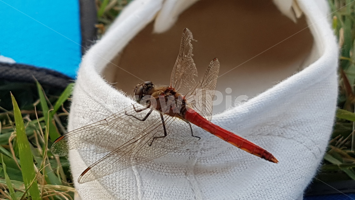 고추잠자리,가을,곤충,자연,잠자리,nature,dragonfly
