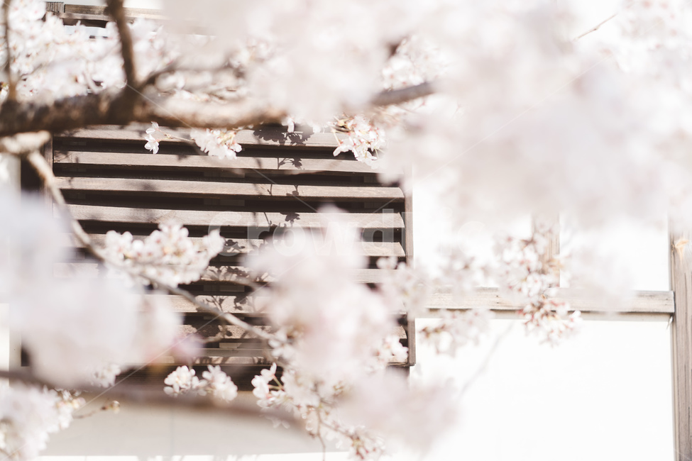 봄꽃,꽃,벚꽃,spring,자연,봄,계절,spring,season,식물,자연,plants,nature,꽃,flower,plant,blossom