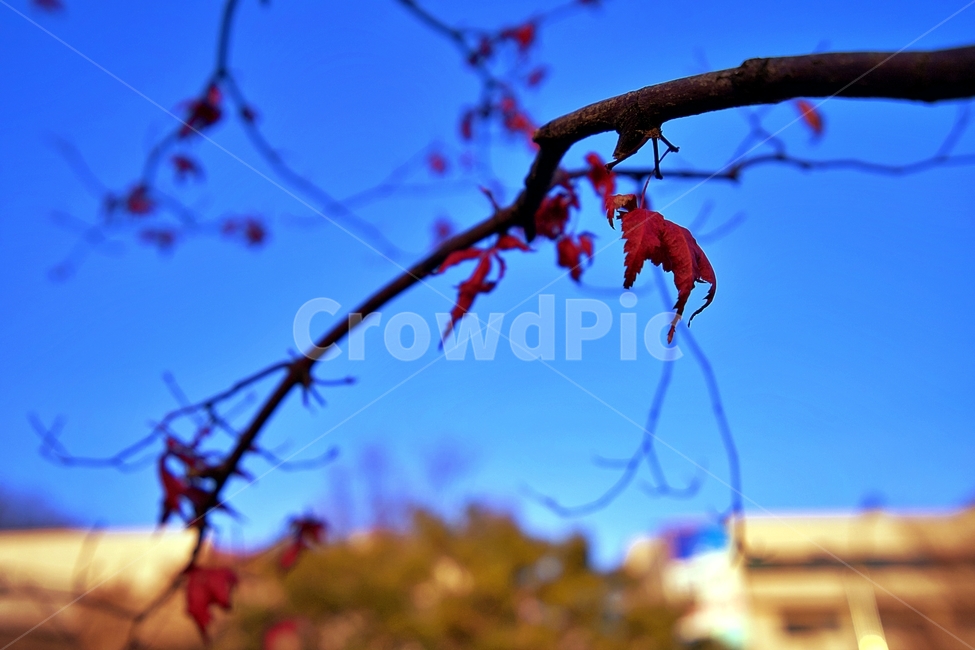 낙엽,나무,하늘,겨울,가을,가을,계절,fall,autumn,season,leaf,잎,plant,식물,tree
