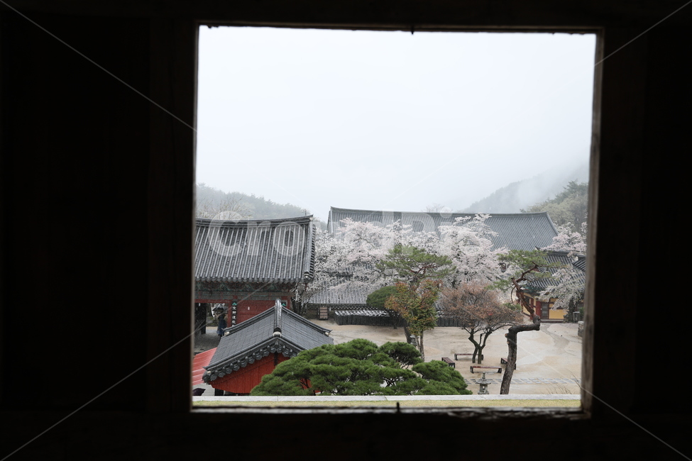 구례,화엄사,사찰,전통가옥,절,봄,계절,spring,season,한국전통,한국문화,korean traditional,korean culture,종교,신앙,religion,belief,faith,roof,지붕