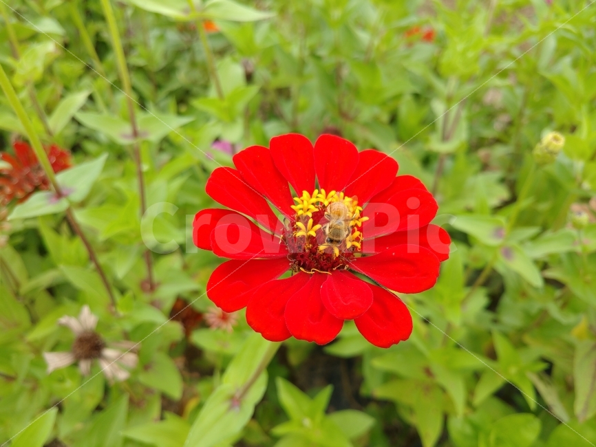 백일홍,zinnia,꿀벌,flower,꽃,꽃과벌,곤충,bug,식물,자연,plants,nature,꽃,flower,동물,animal,곤충,벌레,insect,bug