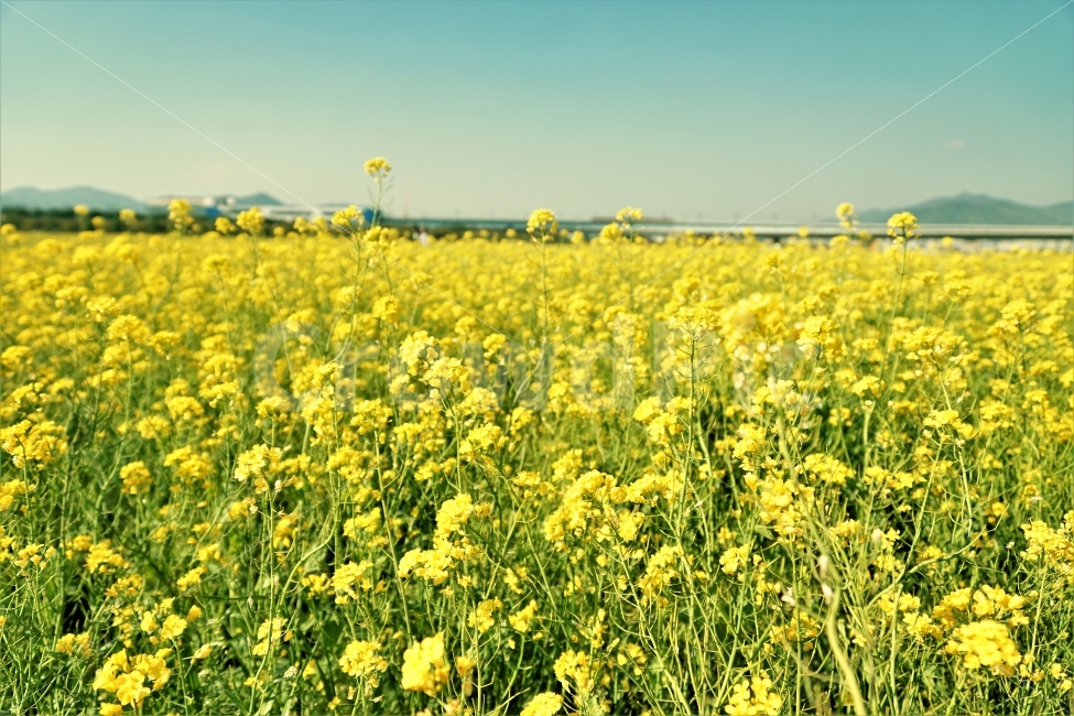 꽃밭,유채꽃,spring,평지,노란색,자연,풍경,nature,landscape,봄,계절,spring,season,field,들,outdoors,옥외,grassland,목초지