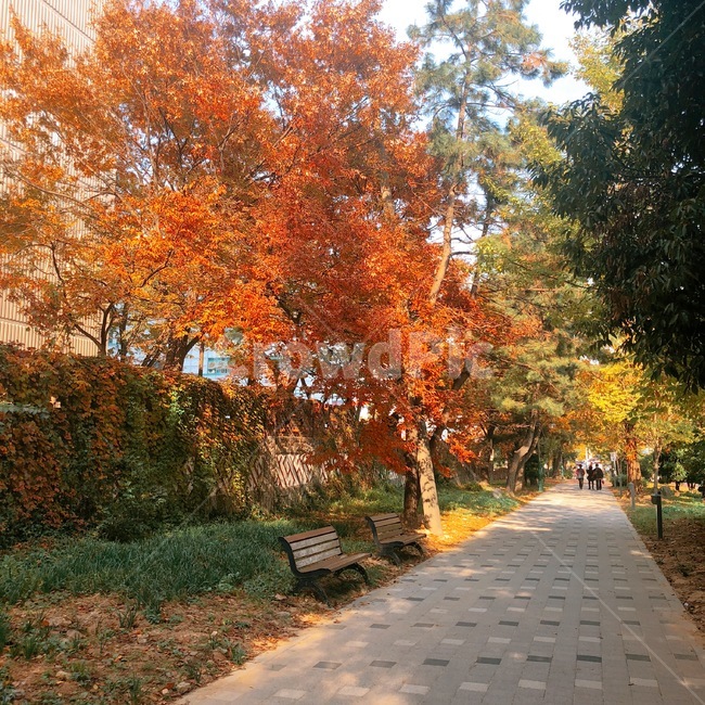 가을,풍경,거리,길,자연