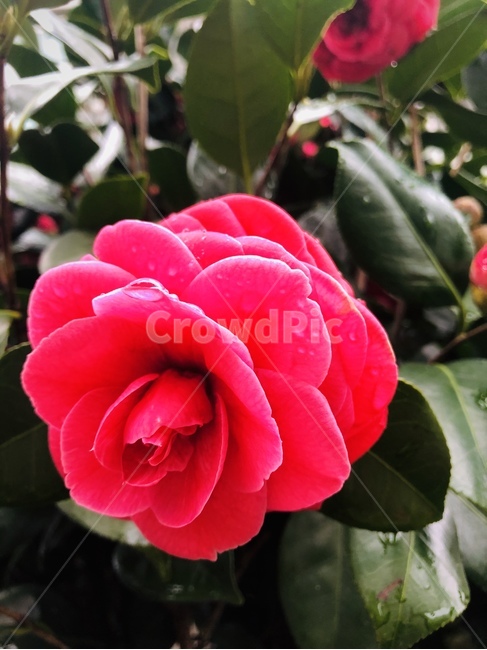 동백꽃,꽃,봄,식물,flower,봄비,spring