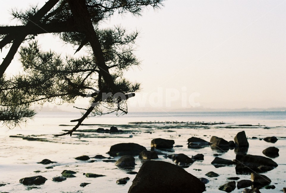 필름,필름카메라,아날로그,analog,filmcamera,film,감성,감성사진,바다,나무,자연,풍경,nature,landscape,outdoors,옥외,ocean,대양,sea,water,물,shoreline,해안선