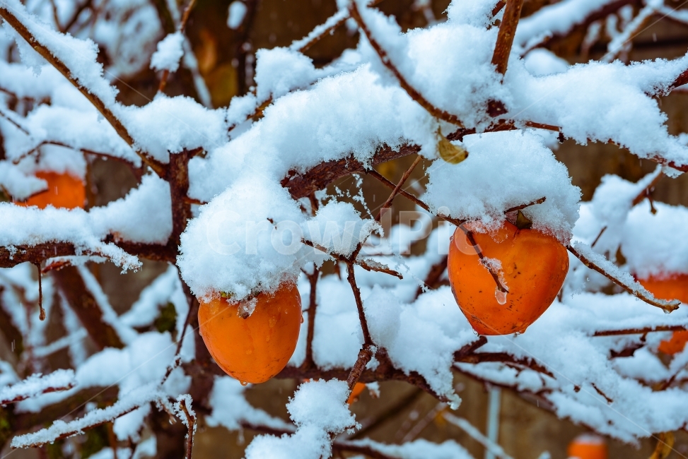 감,스냅,감성,풍경,폭설,겨울,계절,winter,season,과일,열매,fruit