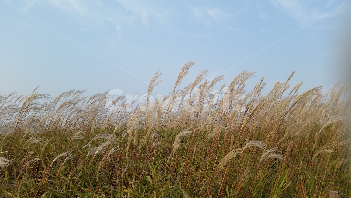 억세,자연,하늘,풀,가을,가을,계절,fall,autumn,season,grass,잔디,plant,식물,lawn