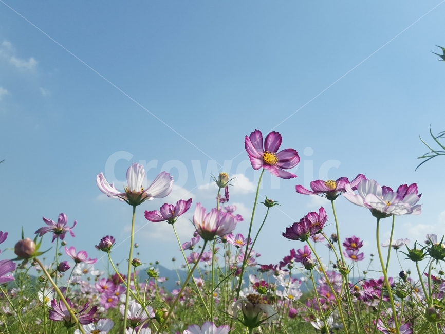 가을,꽃,코스모스,감성,하늘,가을,계절,fall,autumn,season,식물,자연,plants,nature,꽃,flower,spring,봄,plant