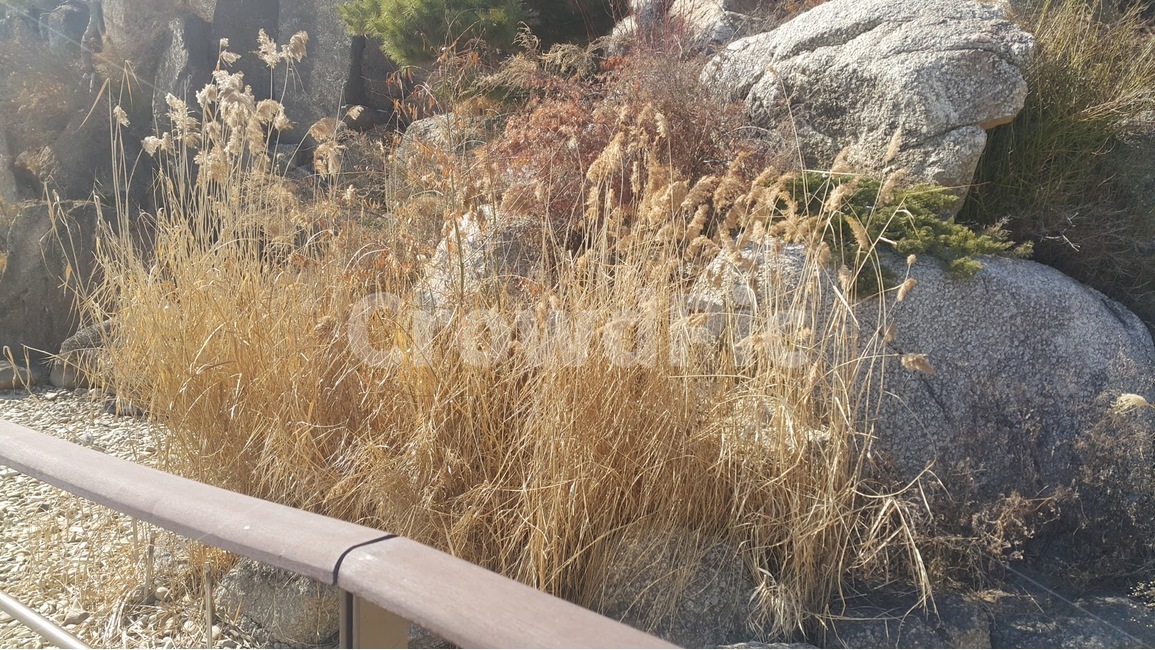 plant,식물,grass,잔디,nature,자연