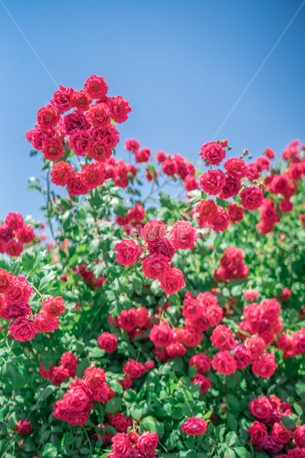 장미,하늘,분홍색,꽃잎,rose,식물,자연,plants,nature,꽃,flower