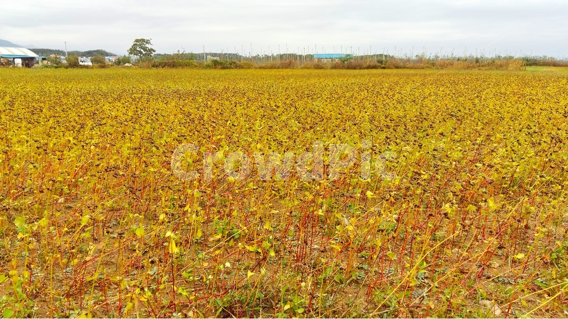 율무,율무재배,율무농사,율무밭,율무농장,시골,마을,풍경,landscape,country,rural,town,산업,industry,industrial,농업,농사,agriculture,farming,farming industry
